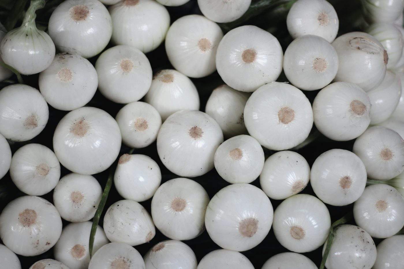 Cebolla