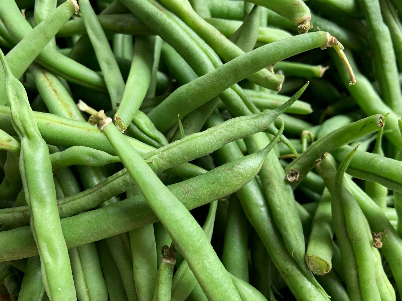 Ejote
