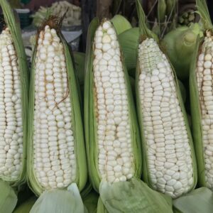 Elote fresco