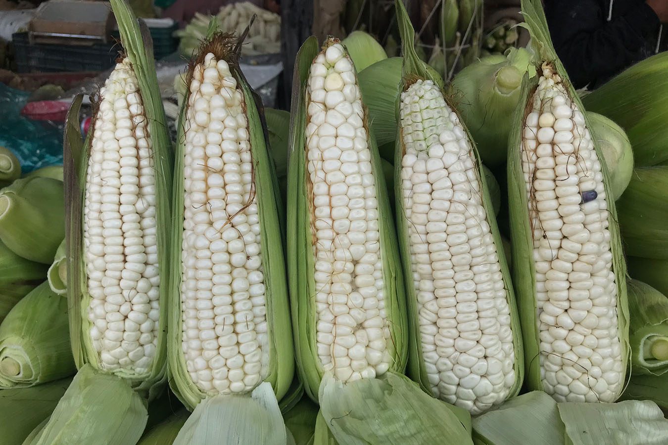Elote fresco
