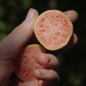 Guayaba