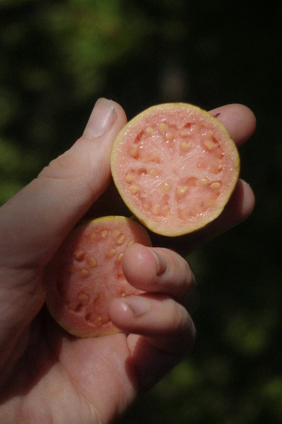 Guayaba