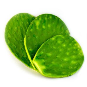 Nopal