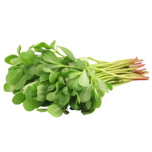 Verdolaga